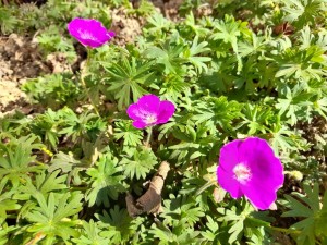 géranium sanguin   