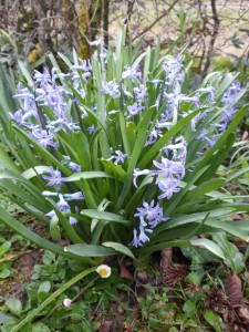 jacinthe   