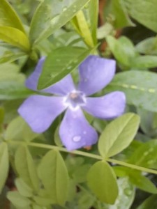 pervenche   
