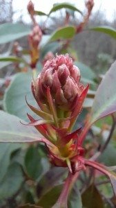 photinia   