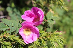 IMG_2563 (Copier)         