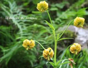 IMG_2587 (Copier)         