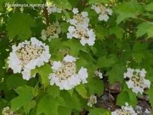hydrangea 