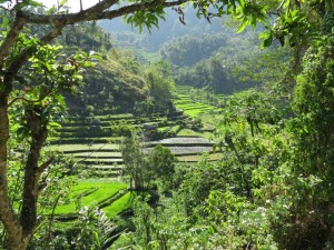 les rizières à BALI     