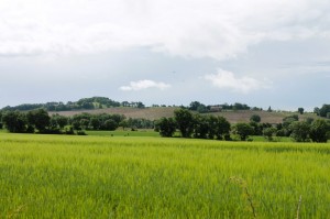 IMG_6228 (Copier) (1)