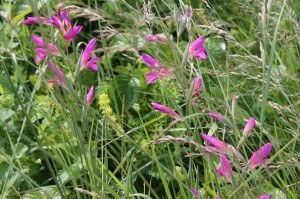 IMG_6236 (Copier) (1)