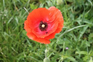 IMG_6303 (Copier)