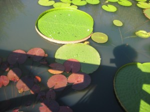 Les jardins d'eau 003 [1024x768] 