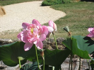 Les jardins d'eau 008 [1024x768] 