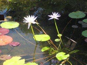 Les jardins d'eau 069 [1024x768] 