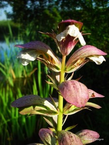 Fleur Acanthe  