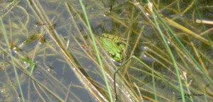 grenouille de la mare  
