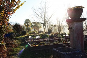 premier rayon du soleil sur le jardin  