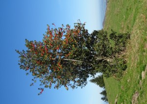 Peyre  Crêtes de Culentous (45)        