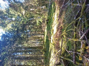 Peyre  Crêtes de Culentous (5)      