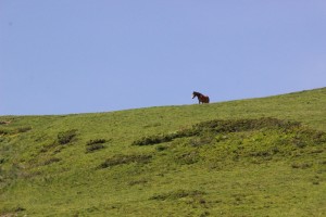 IMG_1045  