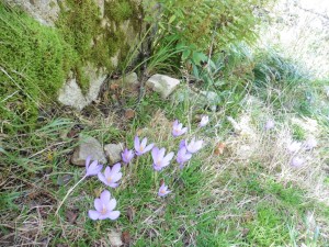 thumb_P1020568_1024