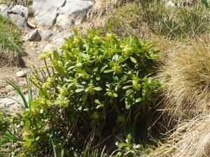 Monne-Rouye-55