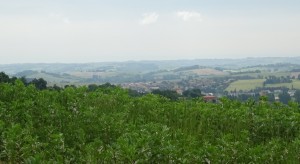 Montamat (11) 