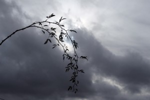 IMG_4395 (Copier)
