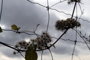 IMG_4396 (Copier)