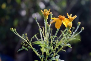IMG_4509 (Copier)