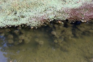 IMG_4519 (Copier)