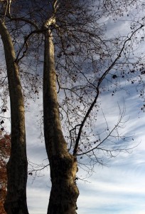 IMG_4570 (Copier)