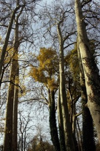 IMG_4576 (Copier)