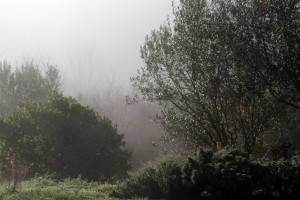 IMG_4584 (Copier)