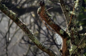 IMG_4587 (Copier)