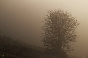 IMG_4598 (Copier)