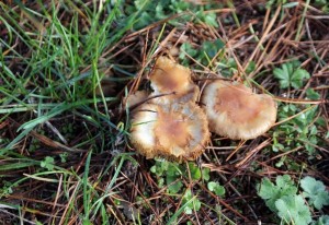 IMG_4623 (Copier)