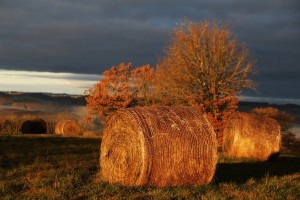IMG_4642 (Copier)