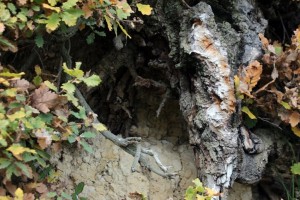 IMG_4672 (Copier)