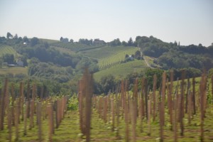 vignoble2           