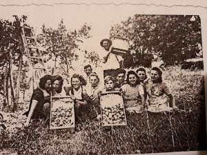 pêches blanches cueillette