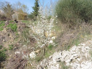 AUBIET 14
