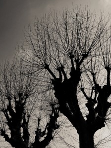 DSC_1367_DxO_DxO