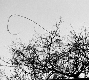 DSC_1369_DxO_DxO