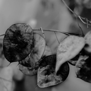 DSC_5166_DxO_DxO