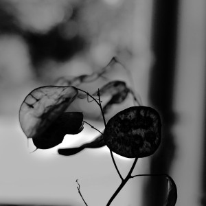 DSC_5173_DxO_DxO
