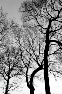 DSC_8513_DxO_lzn_DxO
