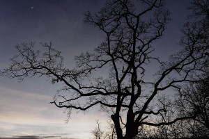DSC_8518_DxO_DxO