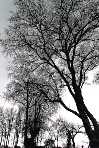 DSC_8529_DxO_DxO