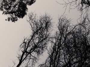 DSC_8532_DxO_DxO