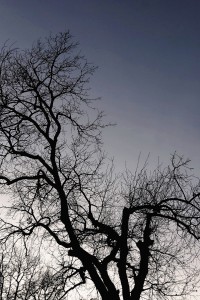 DSC_8543_DxO_DxO