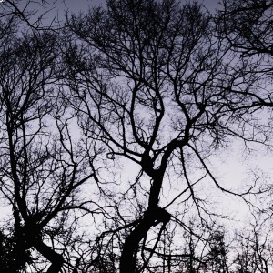 DSC_8545_DxO_DxO