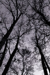 DSC_8546_DxO_lzn_DxO