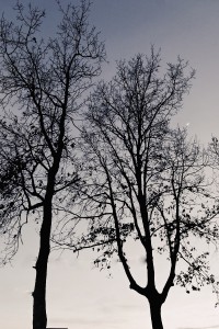 DSC_8547_DxO_DxO_DxO